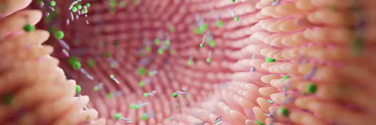 nukleotydy na jelita